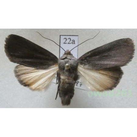 Amphipyra livida (Denis & Schiffermüller, 1775) Hungaria22a
